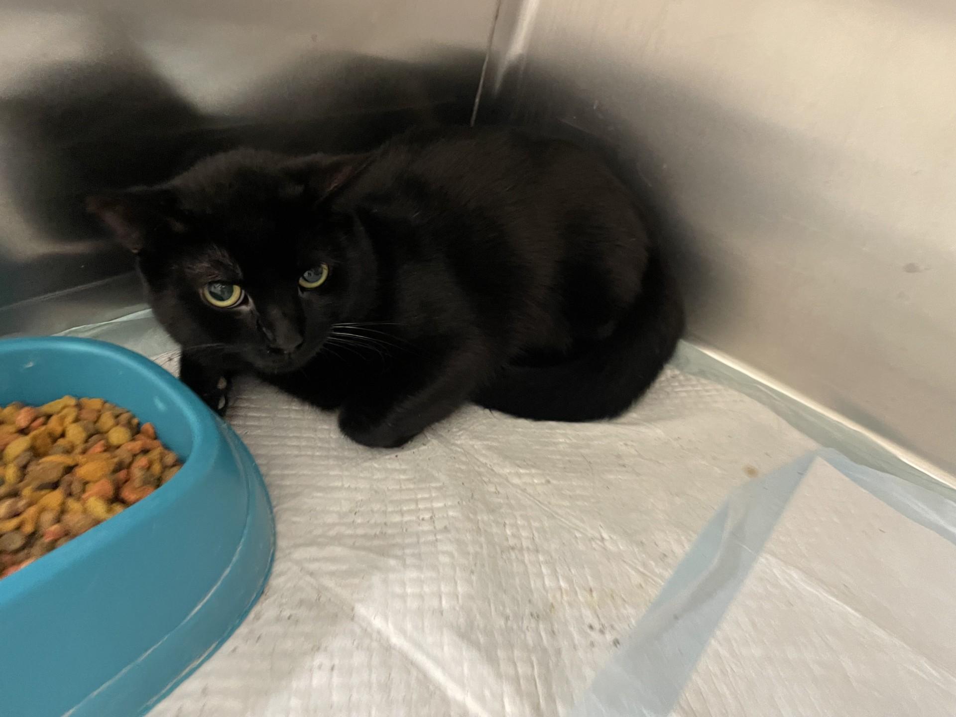 An adult medium-sized male Black Domestic Short Hair cat named Pepper for adoption in Rocky Mount, NC