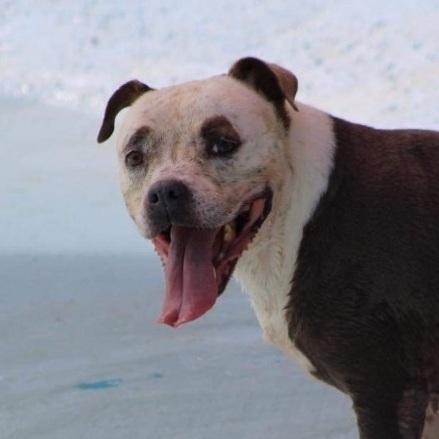 A senior medium-sized female Gray / Blue / Silver Pit Bull Terrier dog named Sakura for adoption in Humacao, PR