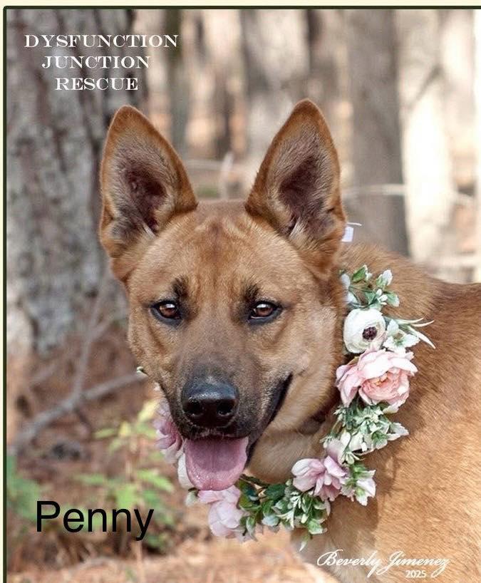 Penny photo 1