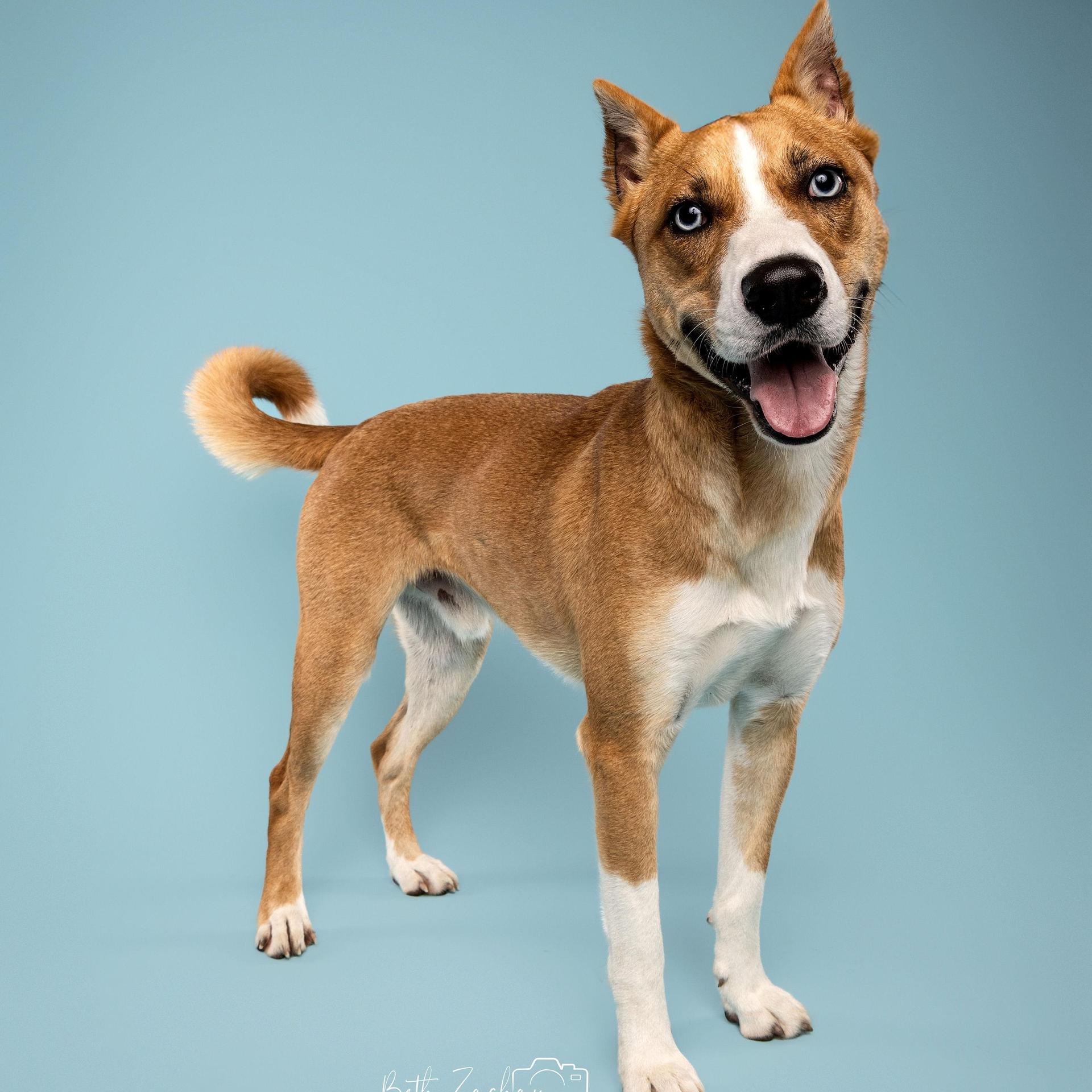 A young medium-sized male Red / Chestnut / Orange Basenji dog named Paxton for adoption in Spring, TX