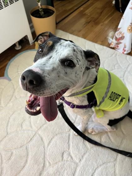 An adult medium-sized male Catahoula Leopard Dog dog named Magic for adoption in Madison, NJ