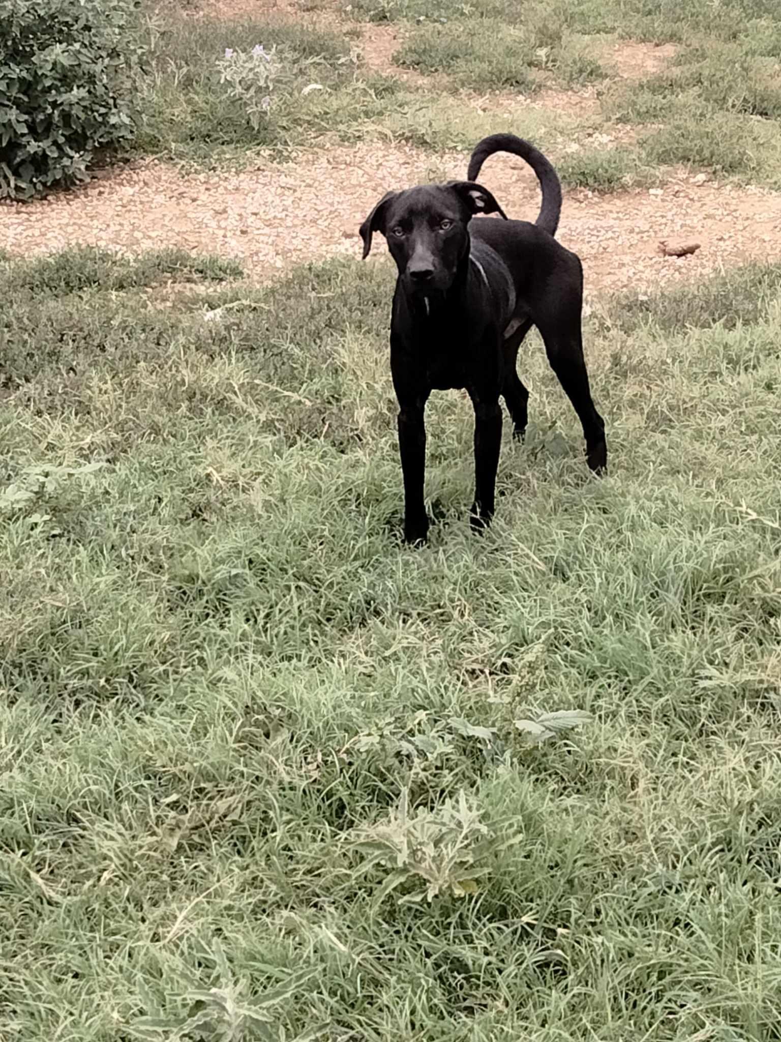 A young medium-sized male Black Labrador Retriever dog named Perry for adoption in Joshua, TX