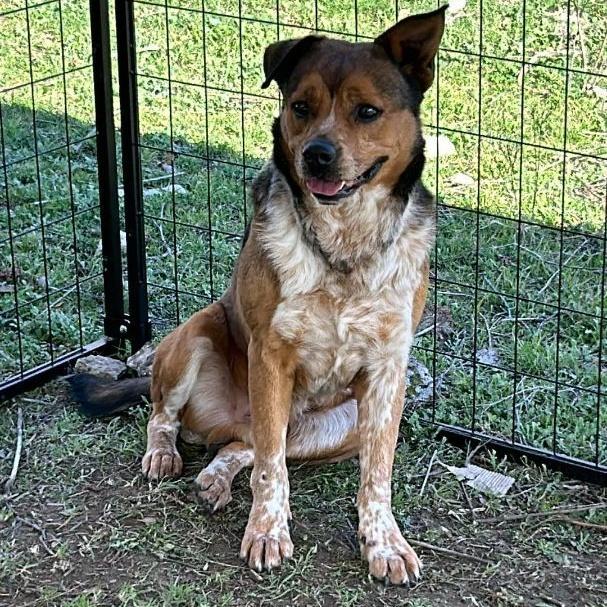 A senior large-sized male Red / Chestnut / Orange Australian Cattle Dog / Blue Heeler dog named Ranger for adoption in Kempner, TX