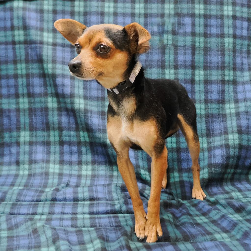 Frankie Bonded To Joey