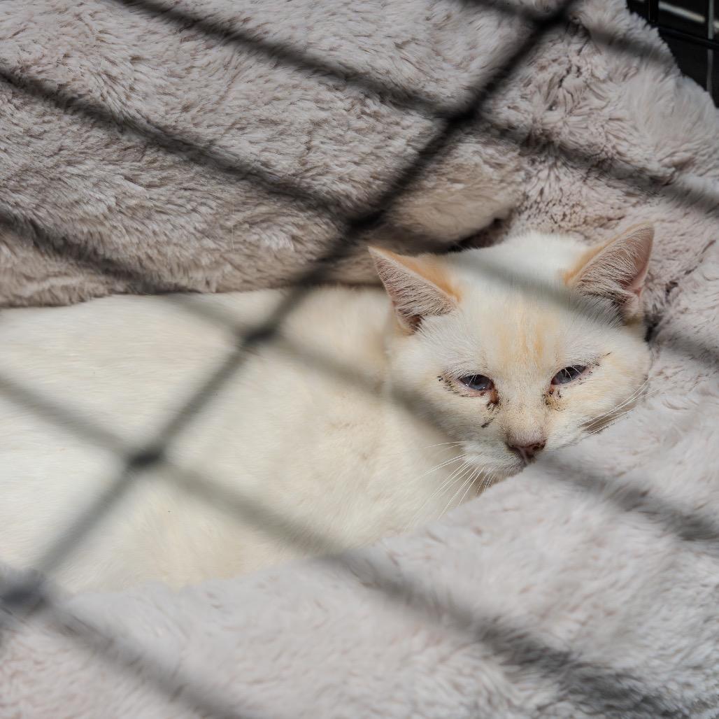 A young medium-sized male Buff / Tan / Fawn Siamese cat named Wakefield for adoption in Pawling, NY