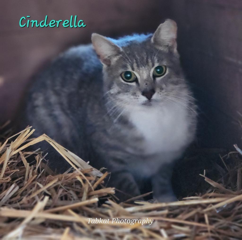 Cinderella
