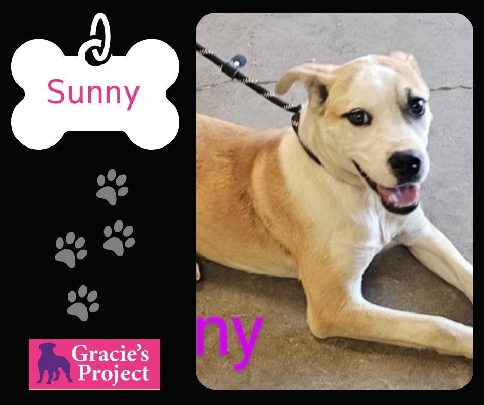 An adult medium-sized female Apricot / Beige Carolina Dog dog named Sunny for adoption in Canyon, TX