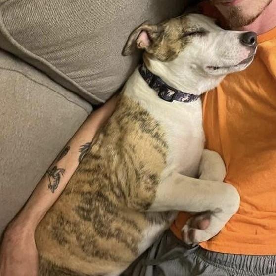 A young large-sized male Brindle Terrier dog named Serendipity Pc for adoption in Goliad, TX