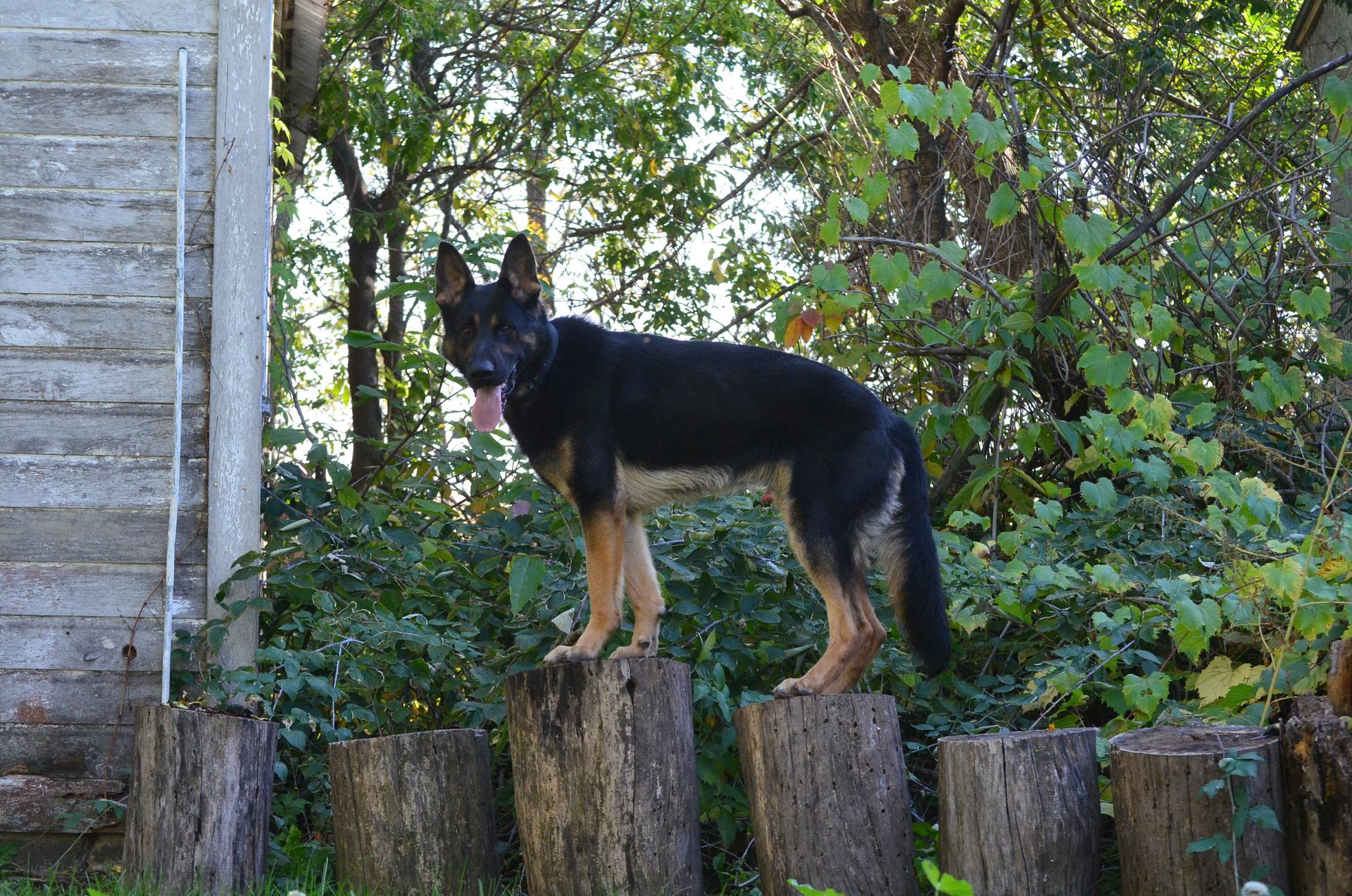 An adult large-sized male Black German Shepherd Dog dog named Jerry for adoption in St. Paul, MN