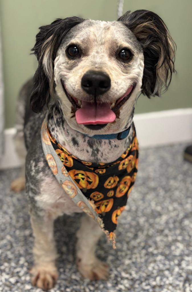 Skipper "peanut Butter