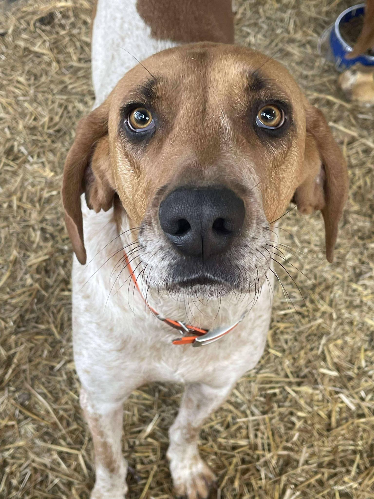 An adult medium-sized male Red / Chestnut / Orange Coonhound dog named Tbone for adoption in Wantagh, NY