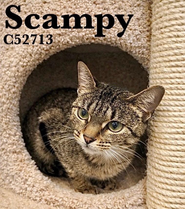 Scampy