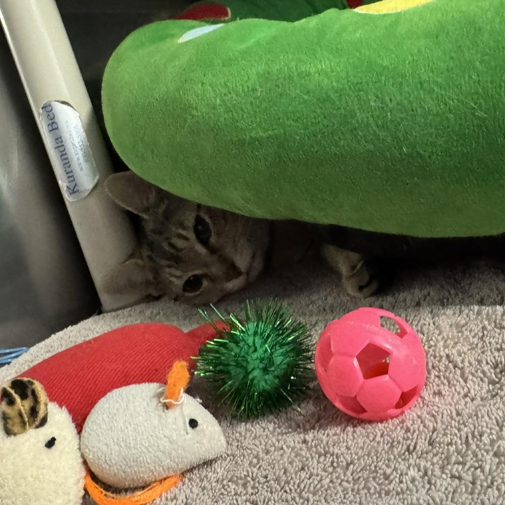 Emile Le Chat photo 1