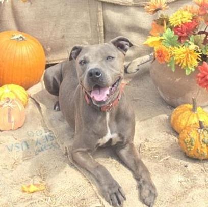 A young large-sized female Brown / Chocolate American Staffordshire Terrier dog named Gigi for adoption in Brookeville, MD