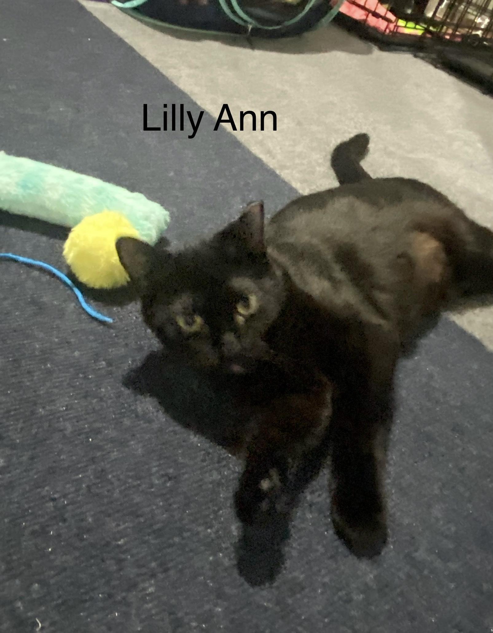 Lilly Ann