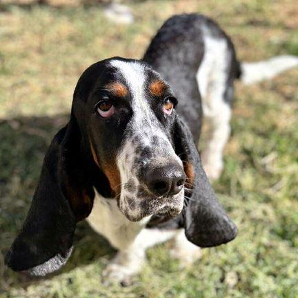 A baby medium-sized male Basset Hound dog named Huxley for adoption in Mays Landing, NJ