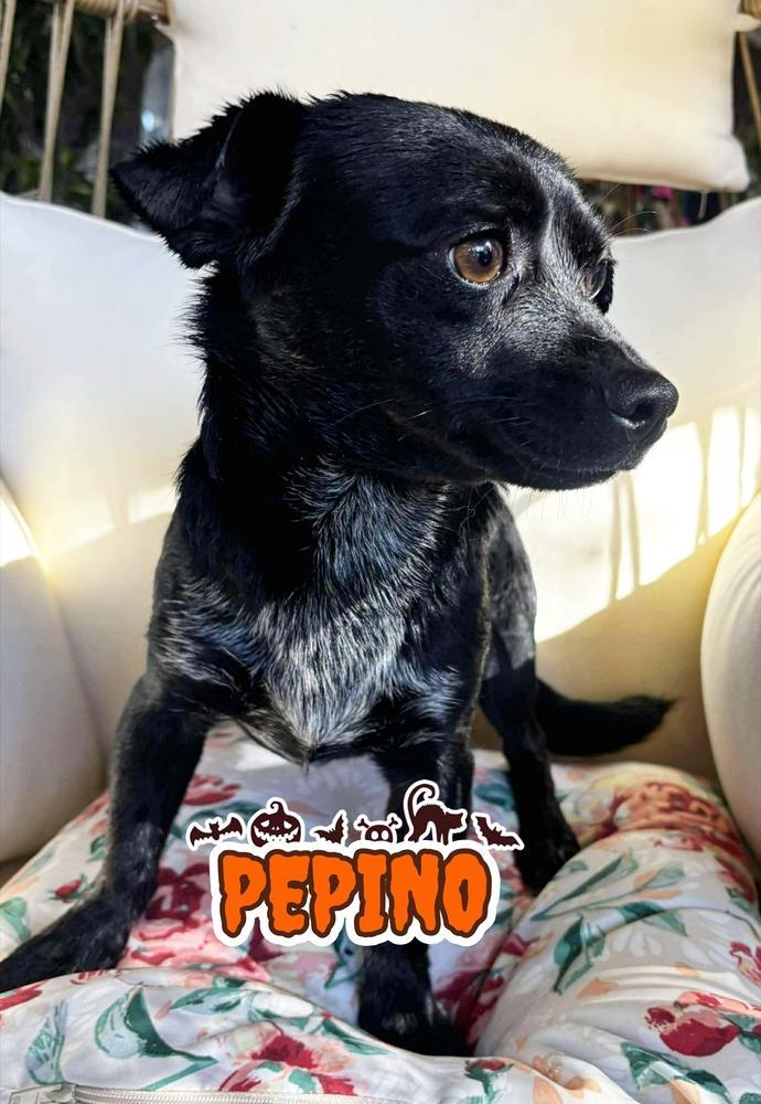 Pepino