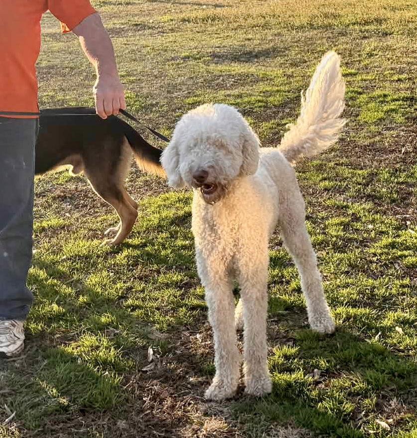 An adult large-sized male Poodle dog named Oodle The Doodle Vetted for adoption in Holly Hill, SC