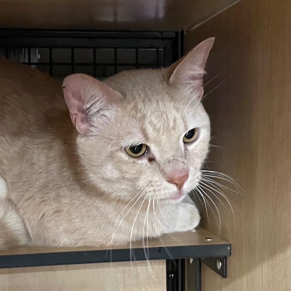 A young medium-sized male Domestic Short Hair cat named Marcus for adoption in New York, NY