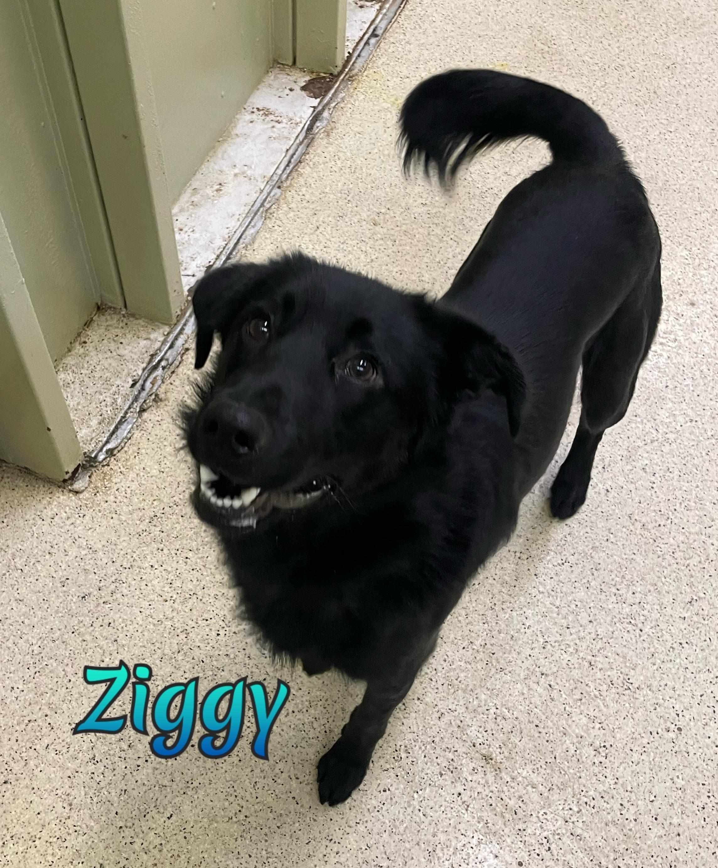Ziggy