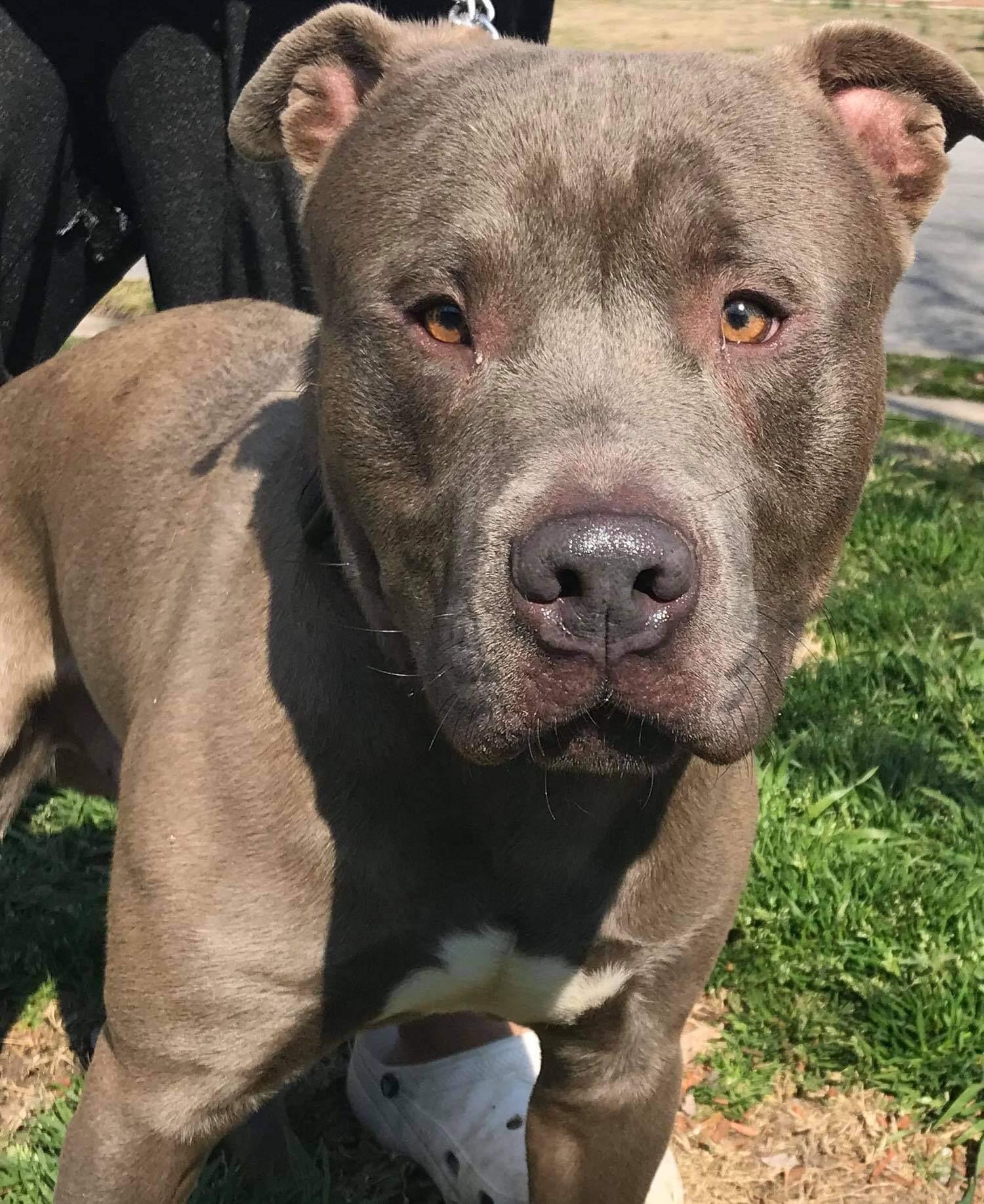An adult large-sized male Gray / Blue / Silver Pit Bull Terrier dog named Blue for adoption in Zuni, VA