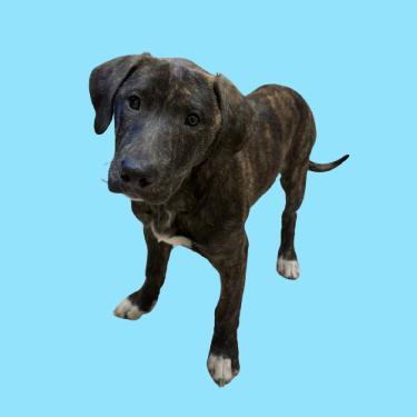 A baby medium-sized male Brindle Labrador Retriever dog named Brenner for adoption in Tuscaloosa, AL