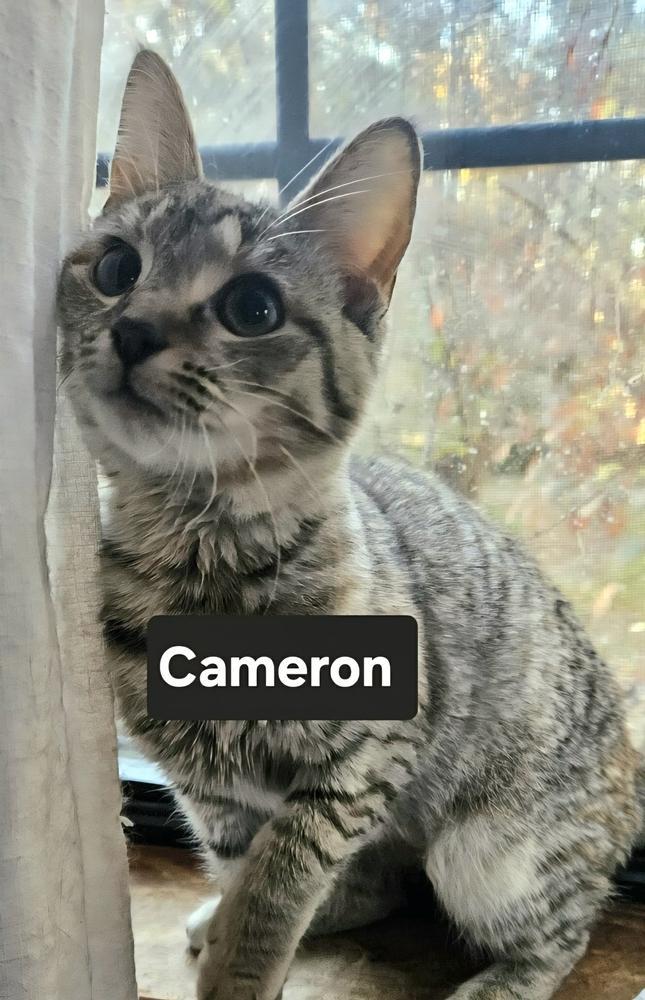 Cameron
