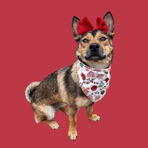 Ginger Longtime Resident! photo 1