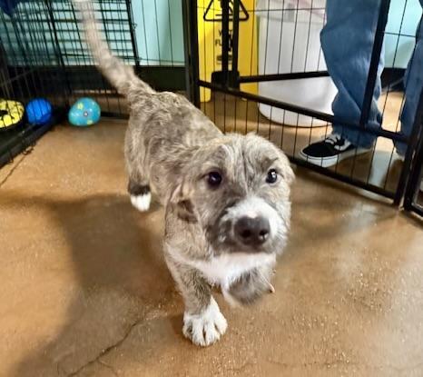 Bella Pepper Snickers