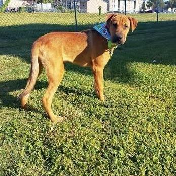 A young medium-sized male Boxer dog named Cacheton for adoption in Allen, TX