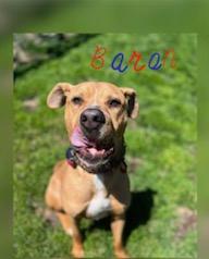 An adult medium-sized male Labrador Retriever dog named Baren for adoption in Denison, TX