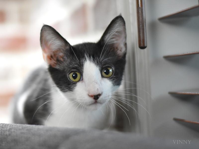 A baby medium-sized male Domestic Short Hair cat named Vinny for adoption in Conroe, TX