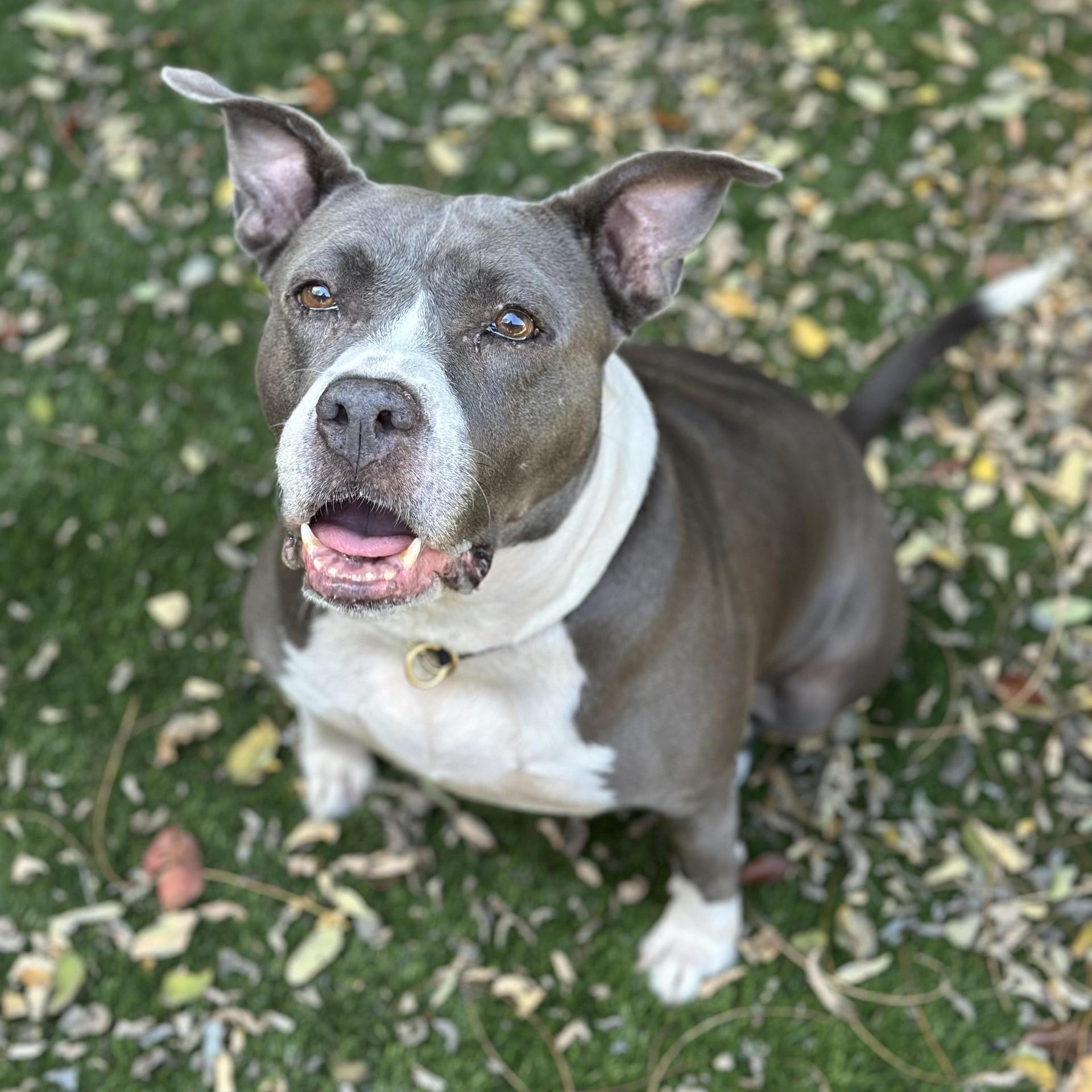 An adult medium-sized female Gray / Blue / Silver Pit Bull Terrier dog named Sibyl for adoption in SACRAMENTO, CA