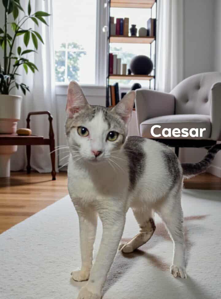 Caesar
