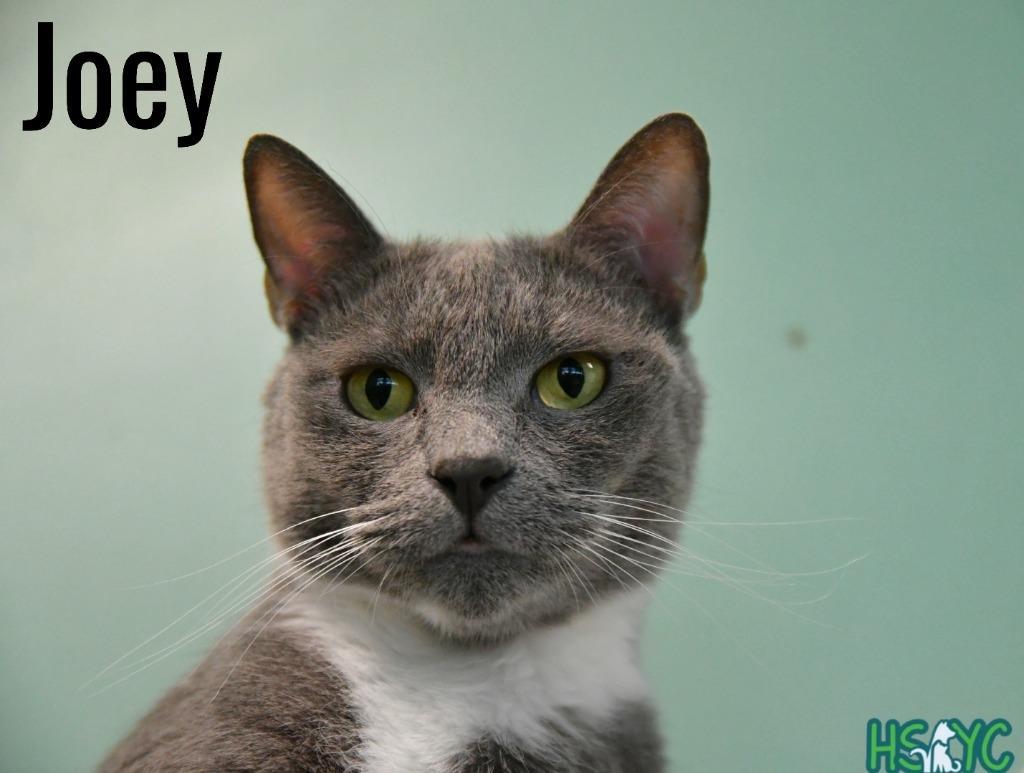 Joey