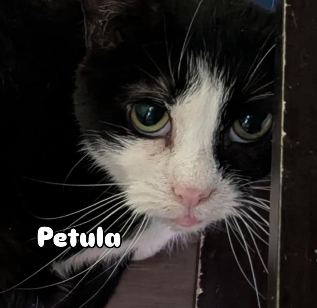 Petula
