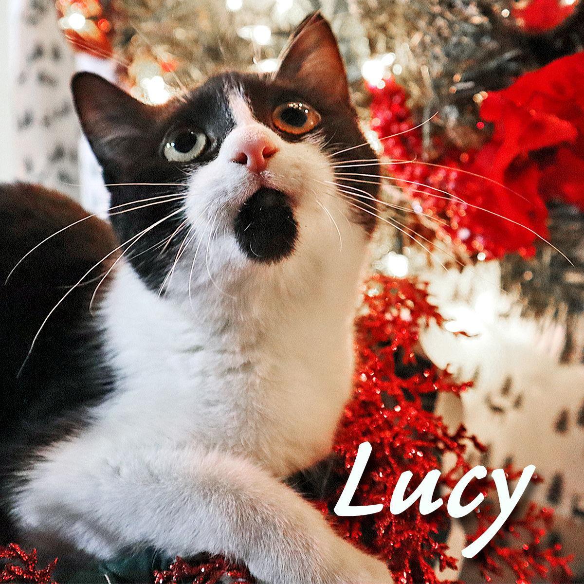 Lucy