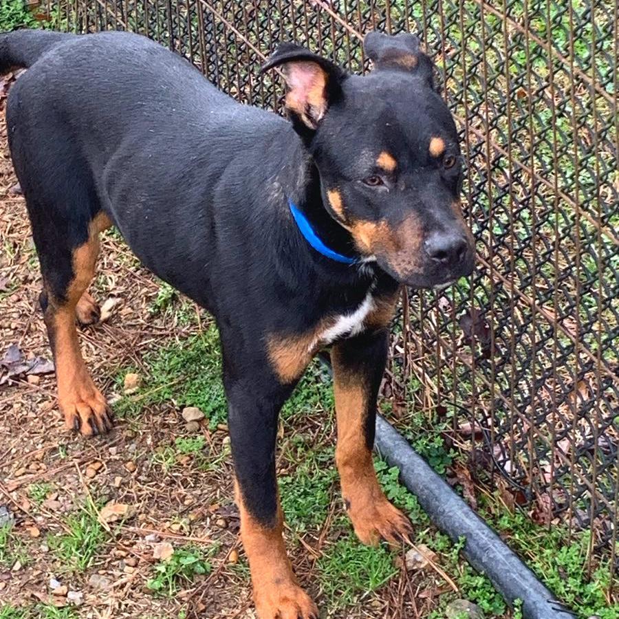 A young medium-sized male Black Mixed Breed dog named The Rizzler for adoption in Chattanooga, TN