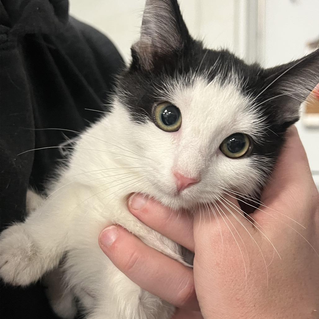 A baby small-sized male White Domestic Short Hair cat named Turtle In Rockville for adoption in Alexandria, VA