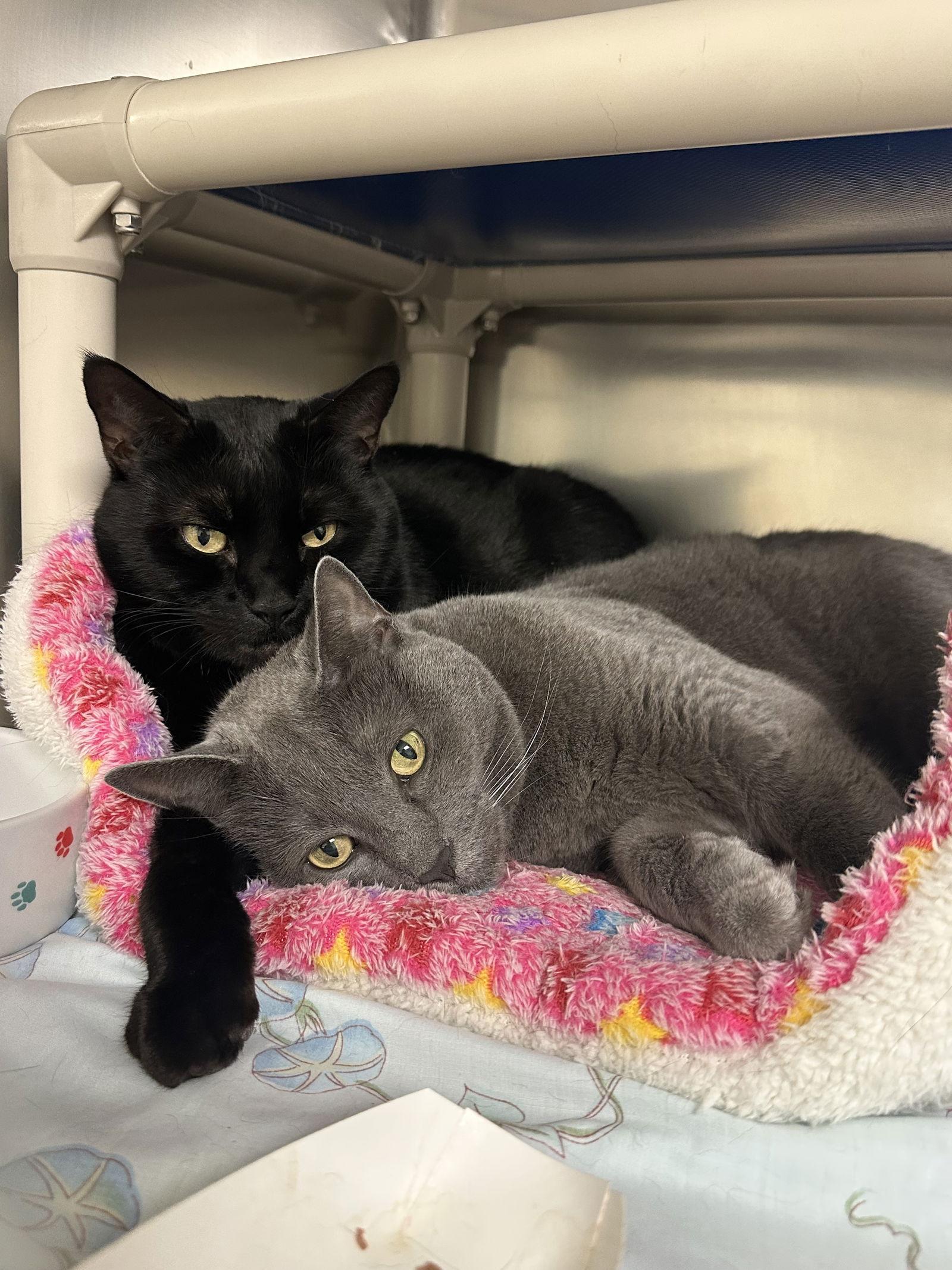 An adult medium-sized female Gray / Blue / Silver Domestic Short Hair cat named Luna Bonded Pair for adoption in Brick, NJ