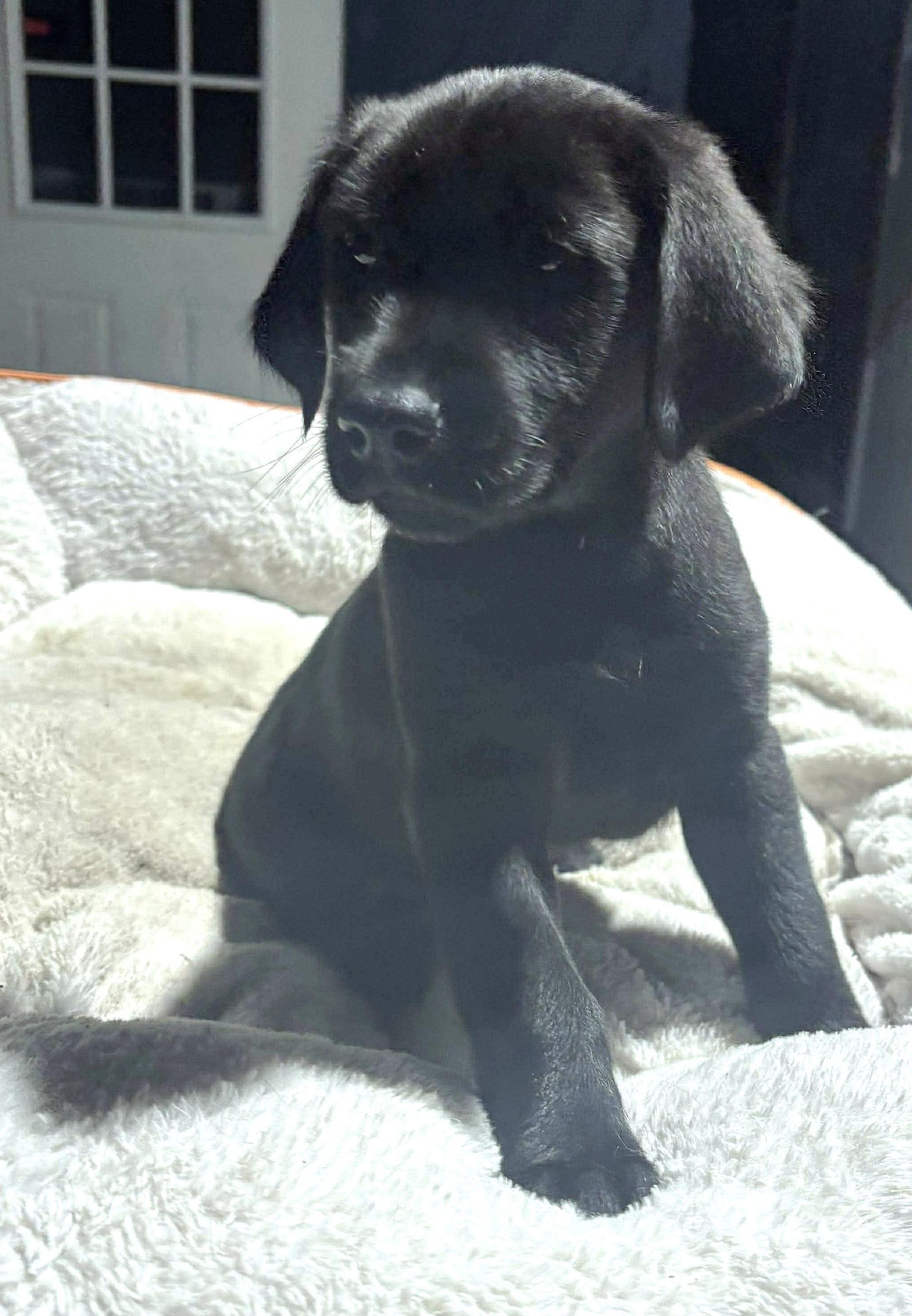 A baby medium-sized male Labrador Retriever dog named Bricklebaum for adoption in Elwood, NJ