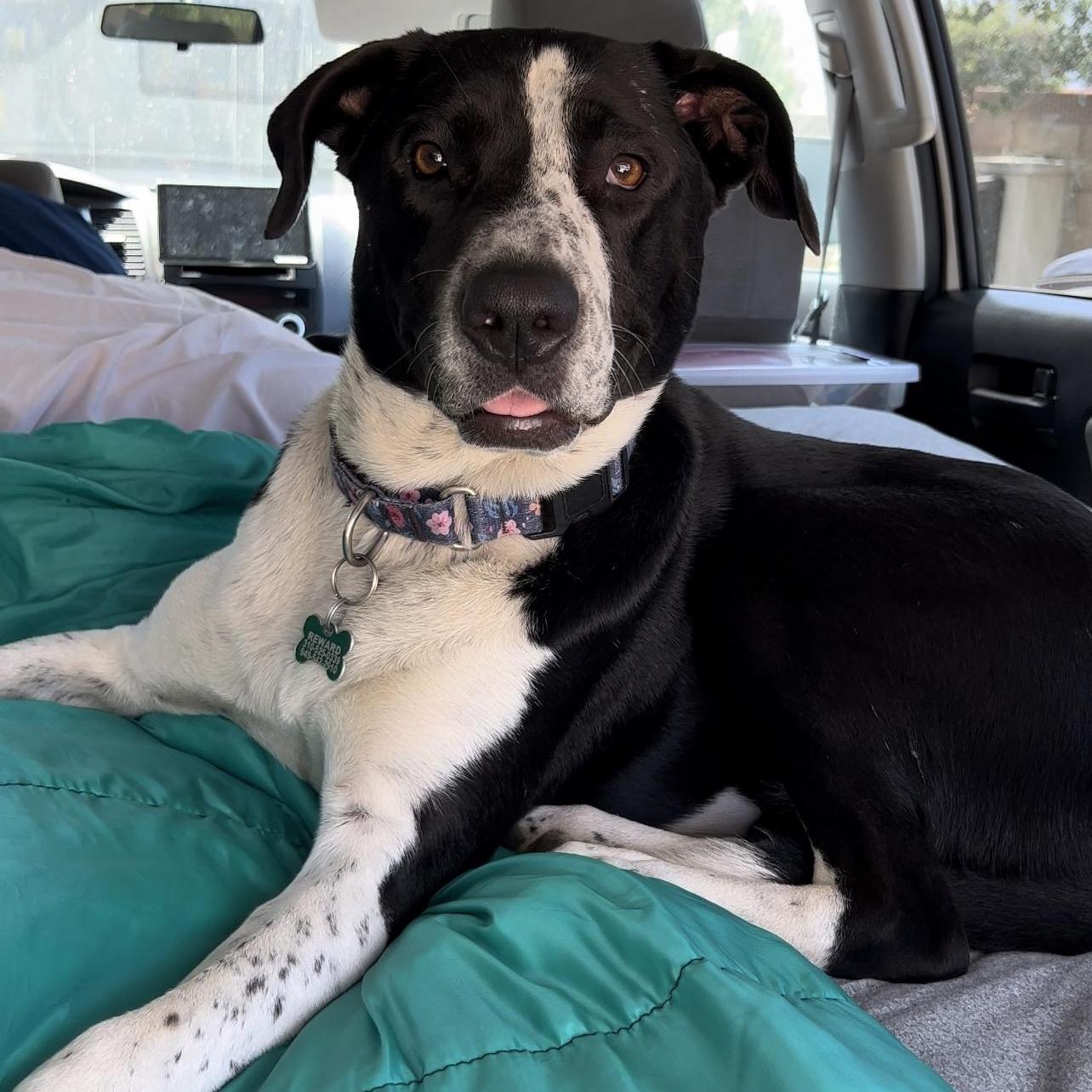 Lola~pro Trained And Affectionate