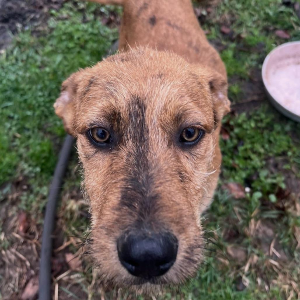 Bearded Dragon photo 1