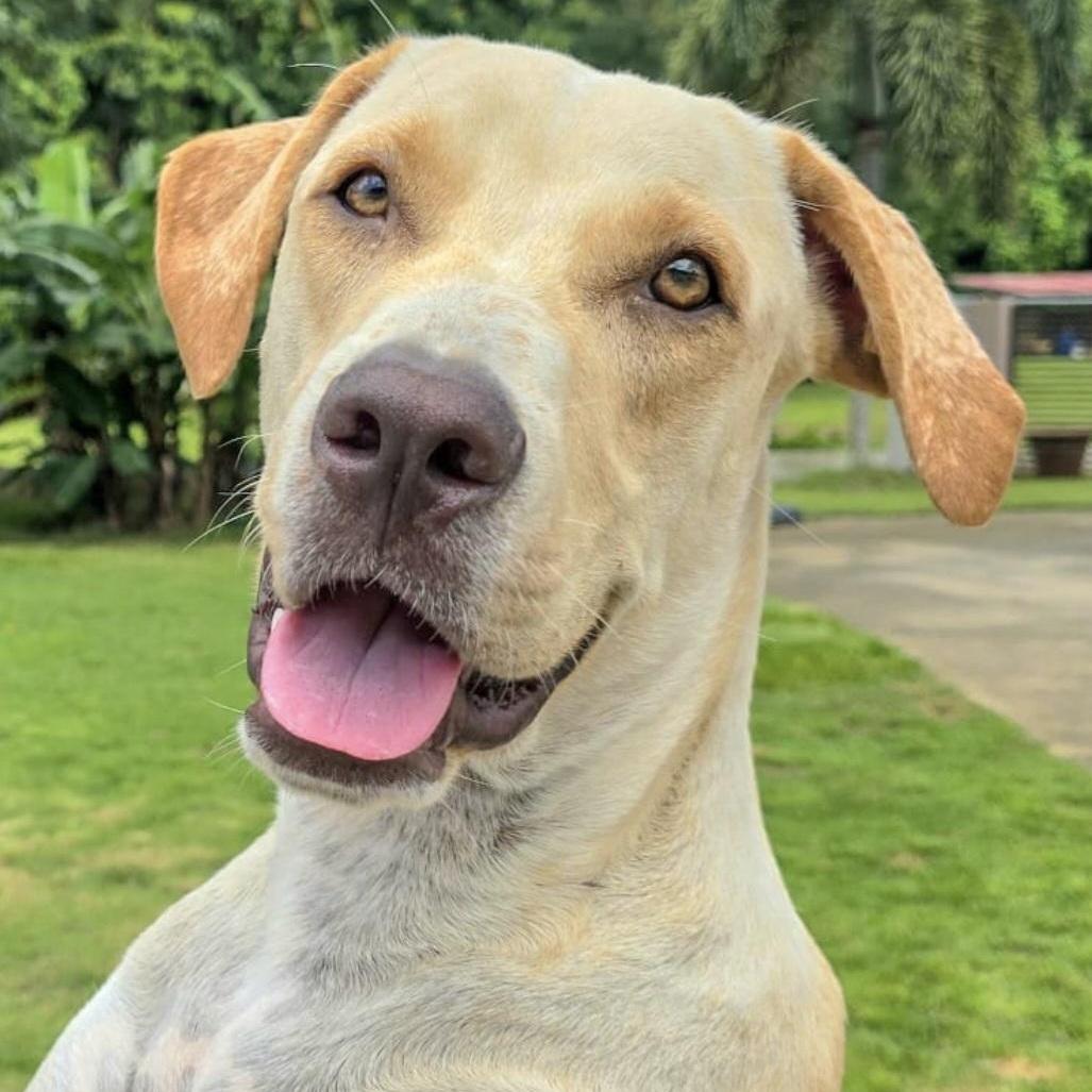 Frappuccino "my Kisses Are