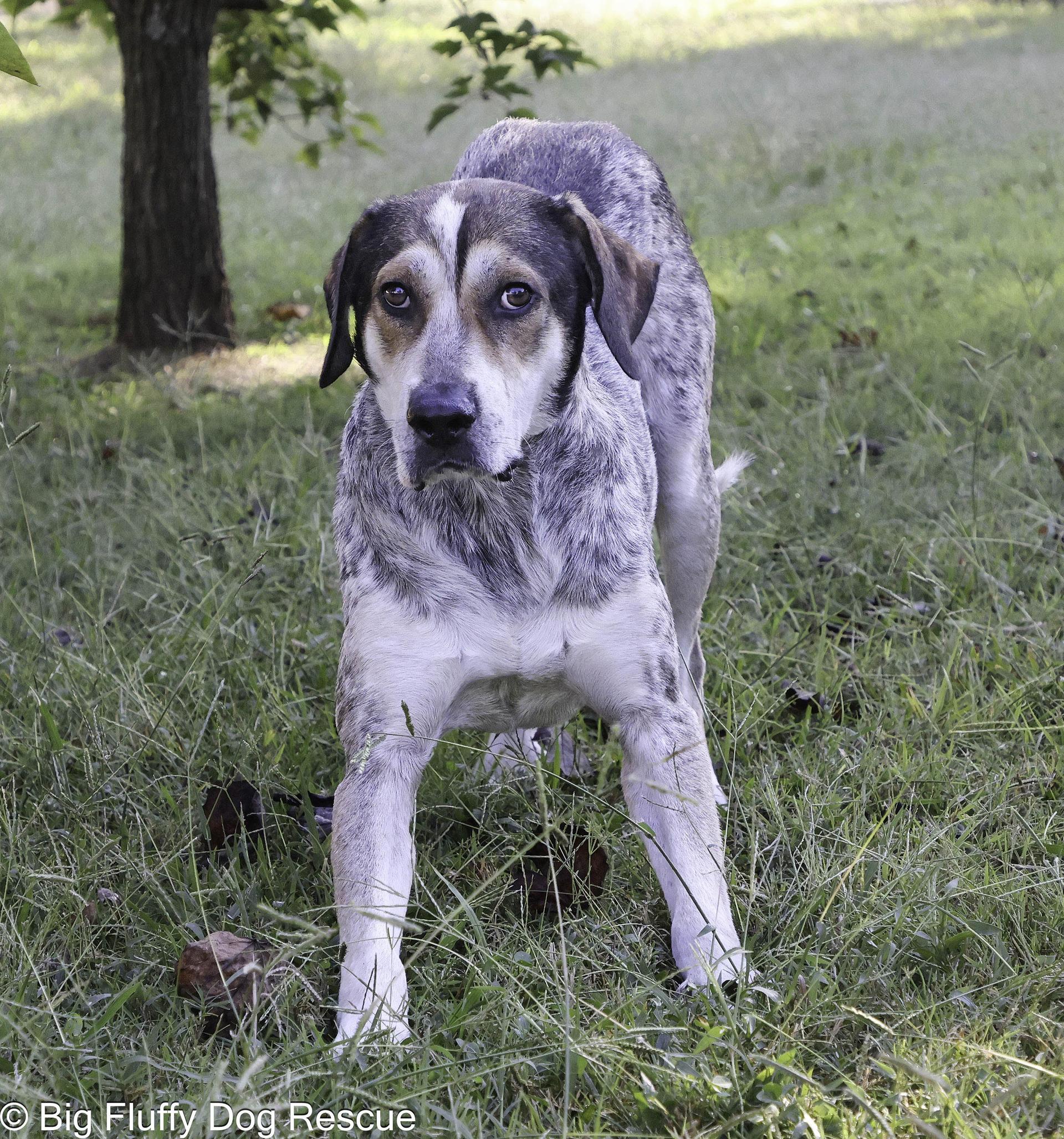 An adult large-sized male Brindle Hound dog named Mervin for adoption in Nashville, TN