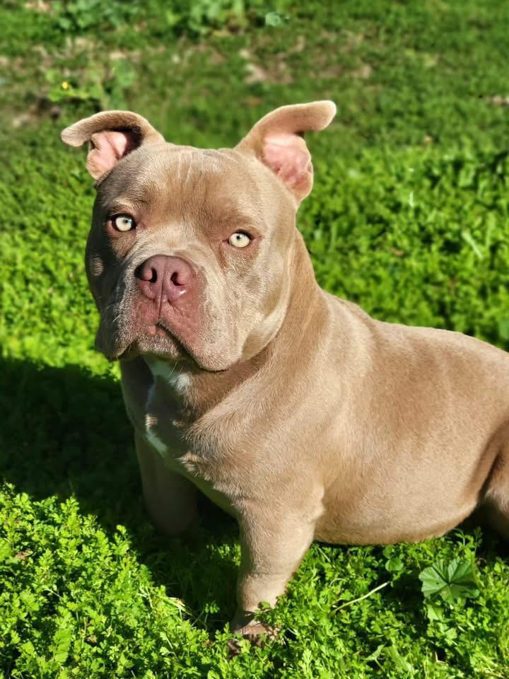 An adult medium-sized male American Bully dog named Benny for adoption in San Francisco, CA
