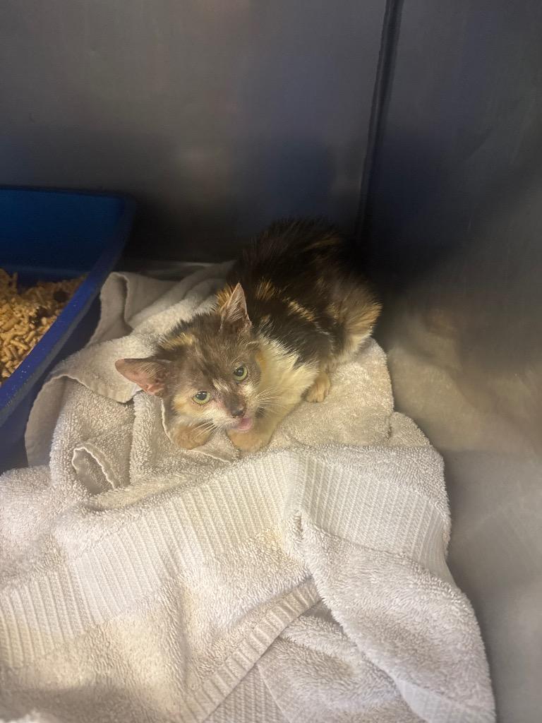 Sassy Pants Mcscratcherson