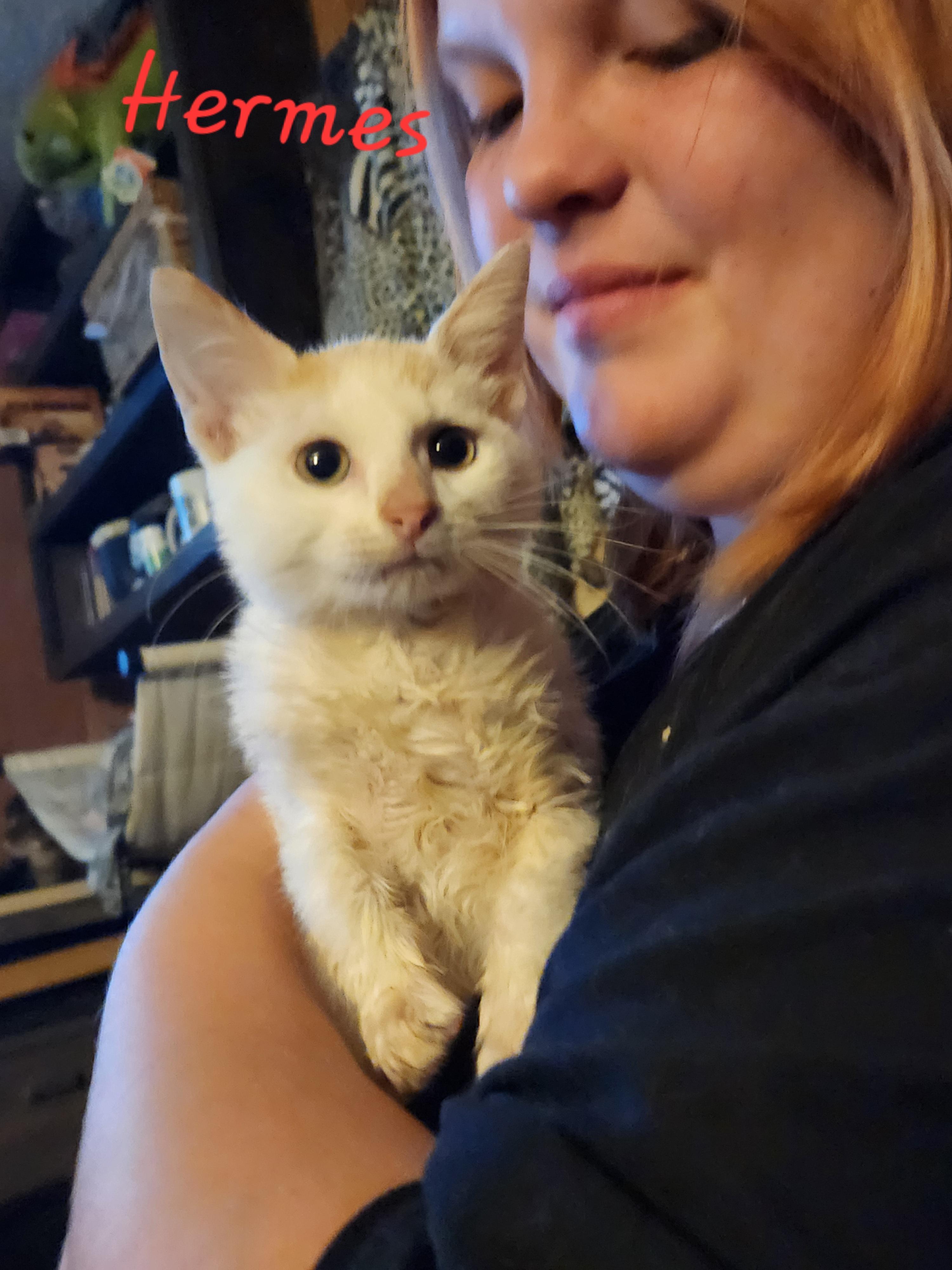 Hermes photo 1