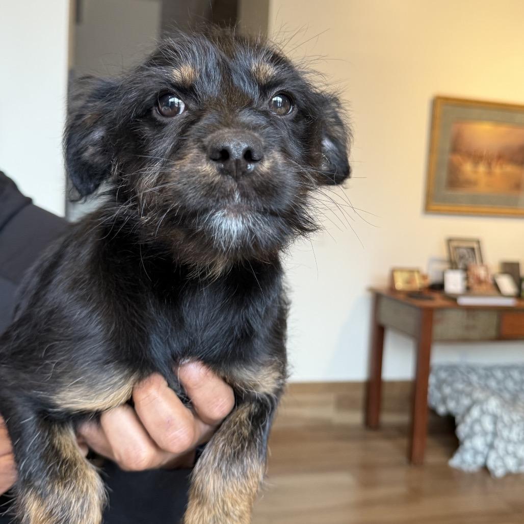 Brady Bunch Pup: Greg photo 1