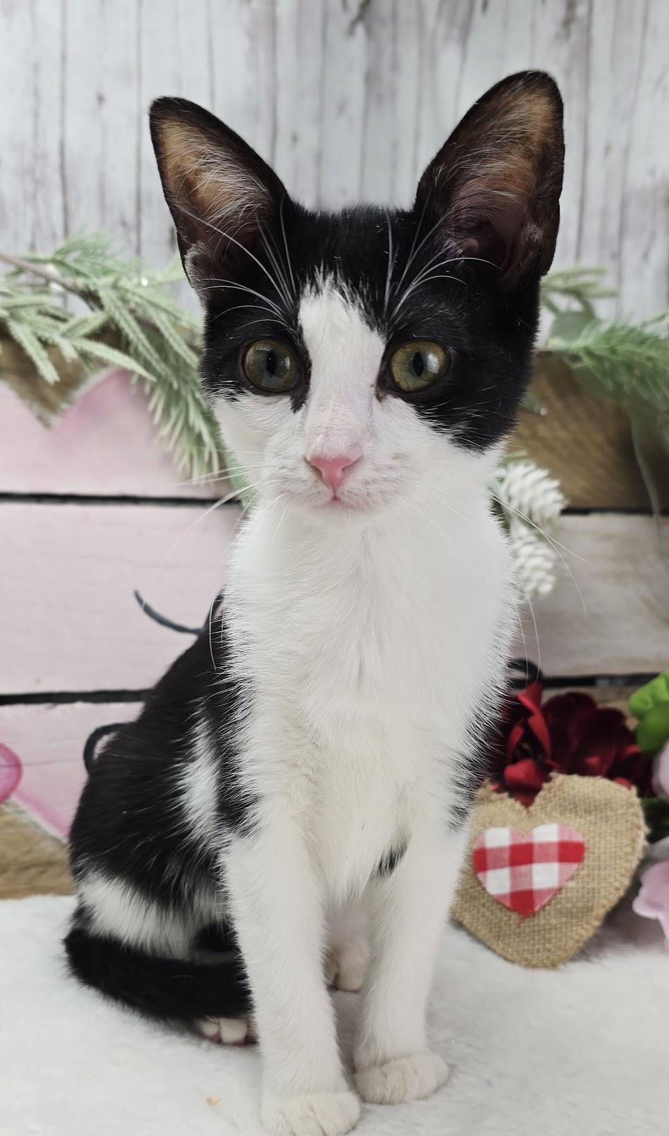A baby small-sized female Black & White / Tuxedo Domestic Short Hair cat named Miss Girl The for adoption in Ocean Springs, MS